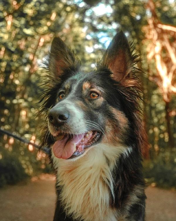 Mila, splendida Border Collie Foto 9
